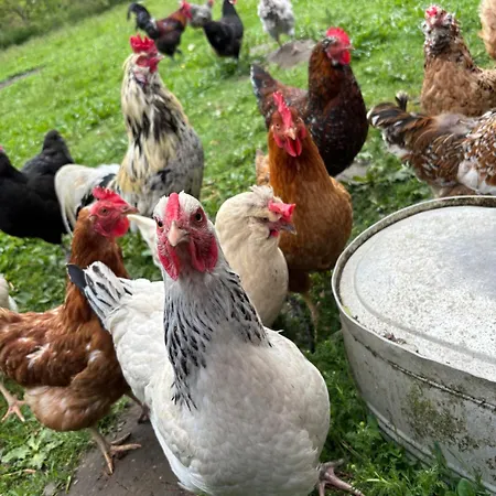 Hof Rabenstein Ostsee Bei Kuehlungsborn * Kröpelin