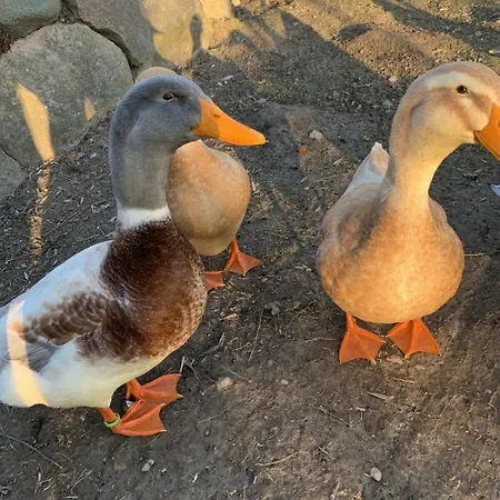 Hof Rabenstein Ostsee Bei Kuehlungsborn Apartmán *