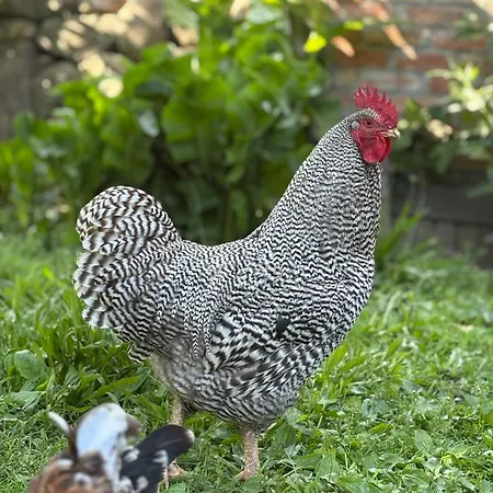 Hof Rabenstein Ostsee Bei Kuehlungsborn *